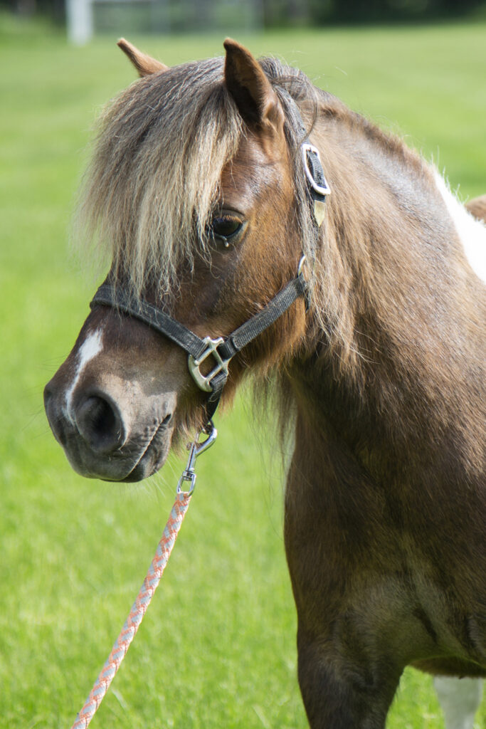 Pony Boy 1