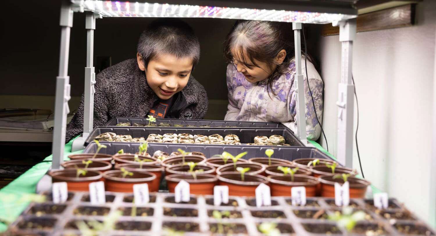 Students looking at plants growing